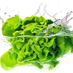 Icebarge Lettuce