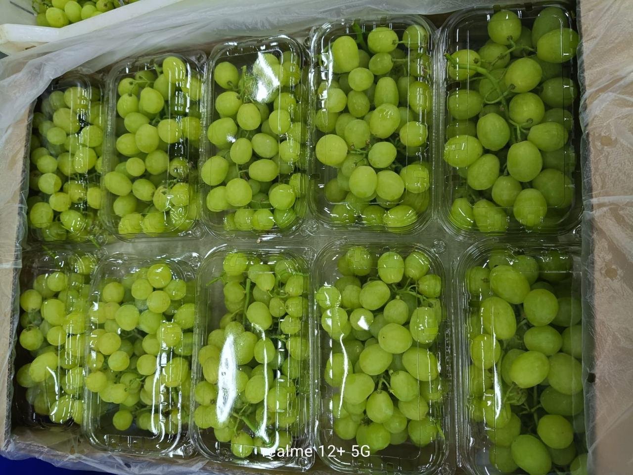 Grapes - Image 3
