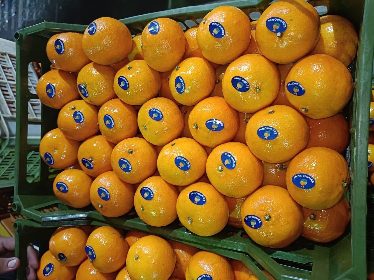 Citrus - Image 4